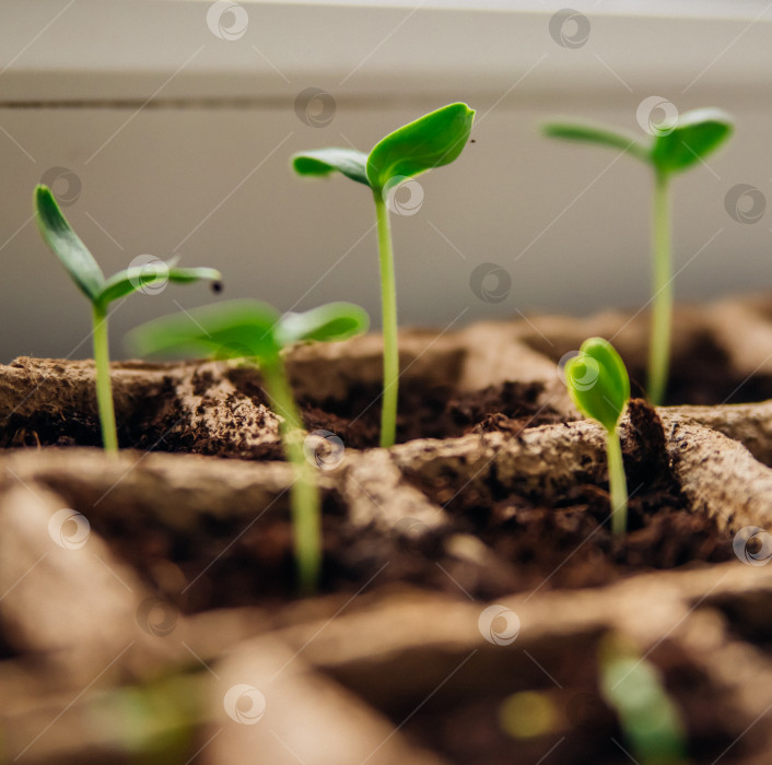 Скачать Рассада овощей в торфяных стаканчиках на подоконнике. Проращивание огурцов и помидоров из семян. фотосток Ozero