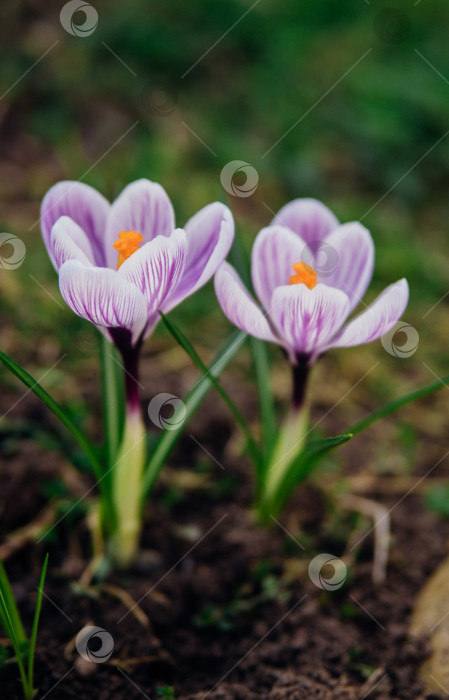 Скачать Весенним днем в саду распускается пурпурный крокус. фотосток Ozero