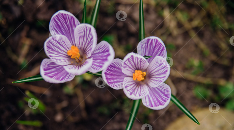 Скачать Весенним днем в саду распускается пурпурный крокус. фотосток Ozero