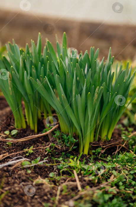 Скачать Побеги цветка нарцисса. Из земли пробиваются зеленые маленькие стебельки. Весенний цветок. фотосток Ozero