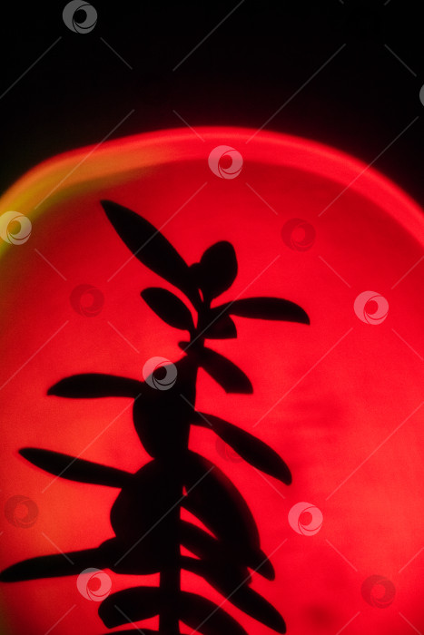 Скачать Силуэт растения на ярко-красном фоне цветной лампы. Креативный фон. фотосток Ozero