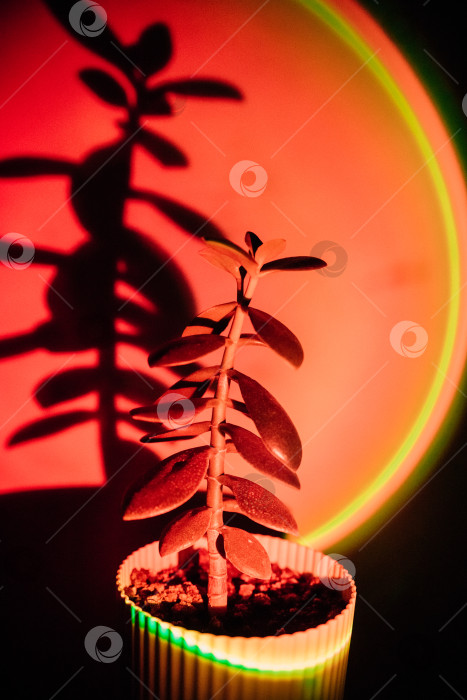 Скачать Силуэт растения на ярко-красном фоне цветной лампы. Креативный фон. фотосток Ozero