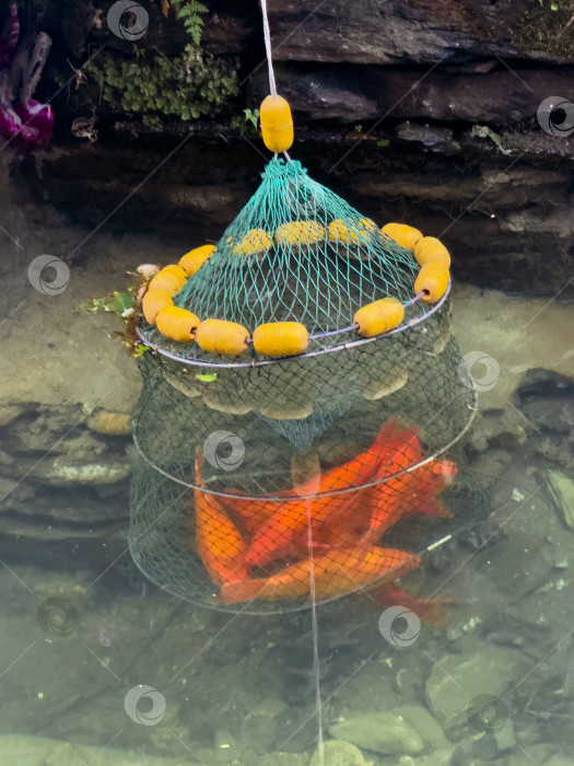 Скачать содержание рыбы, карпа кои, в подвесном удилище или клетке фотосток Ozero