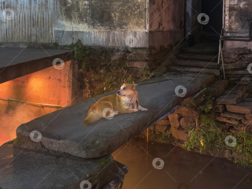 Скачать типичная азиатская домашняя собака отдыхает на каменном мосту фотосток Ozero