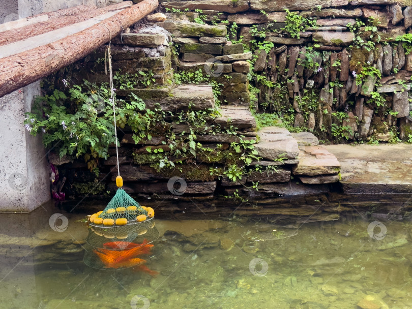 Скачать содержание рыбы, карпа кои в подвесном удилище или клетке фотосток Ozero