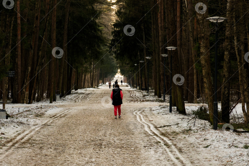 Скачать Сквозь весенний лес фотосток Ozero