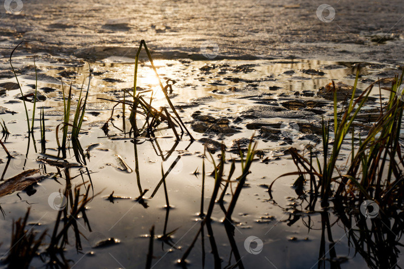 Скачать Первые блики весны фотосток Ozero