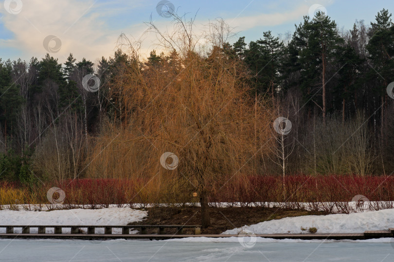Скачать Весенний вечер на замерзшем озере фотосток Ozero