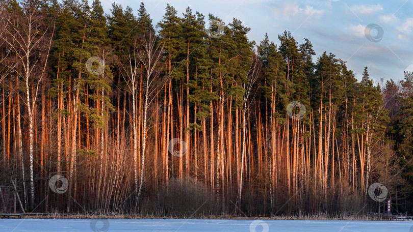 Скачать Мещерский лес ранней весной фотосток Ozero