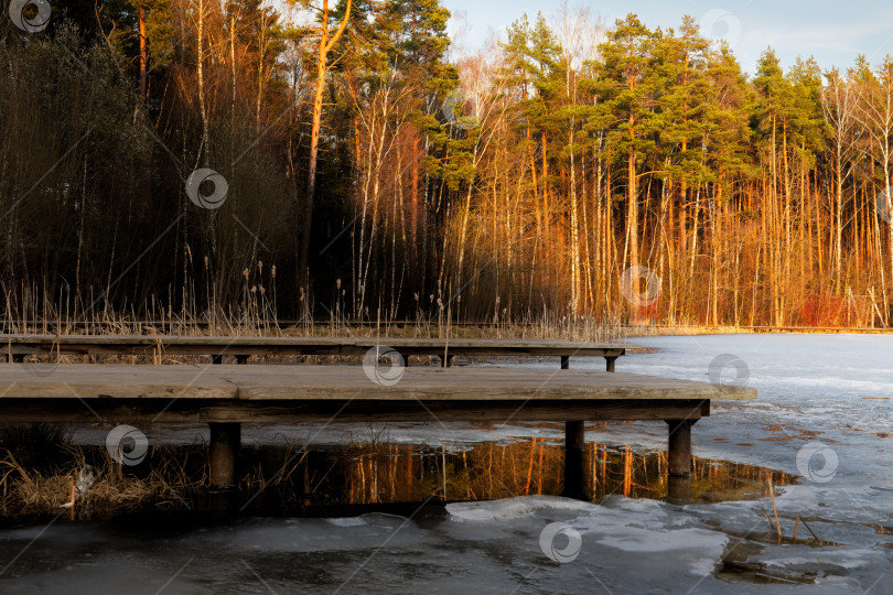 Скачать Мещерский лес весной фотосток Ozero