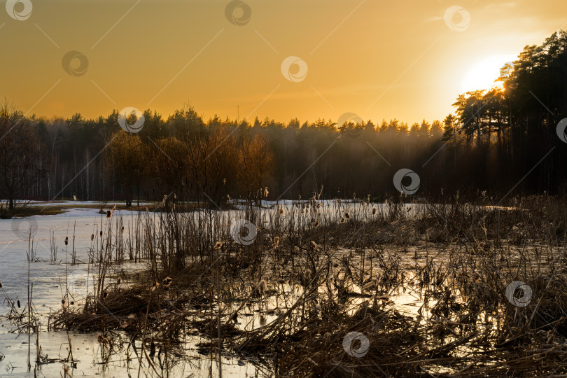 Скачать Золотой закат ранней весной фотосток Ozero