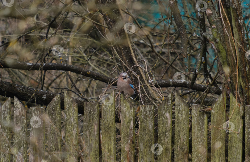 Скачать птица-сойка на старом деревянном заборе фотосток Ozero