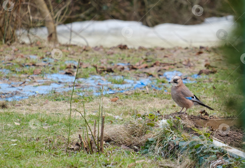 Скачать птица сойка на весенней зеленой траве фотосток Ozero