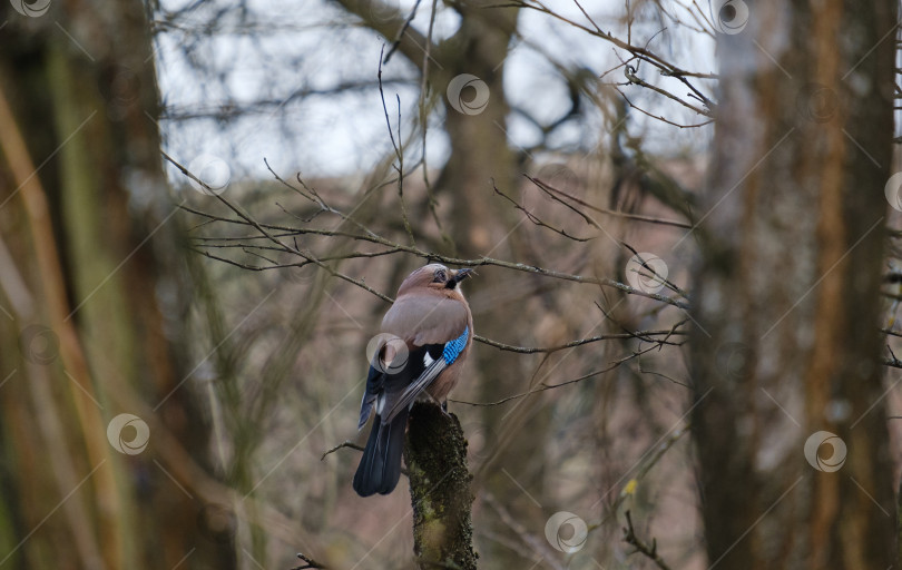 Скачать Птица-сойка, сидящая на ветке дерева на размытом фоне фотосток Ozero