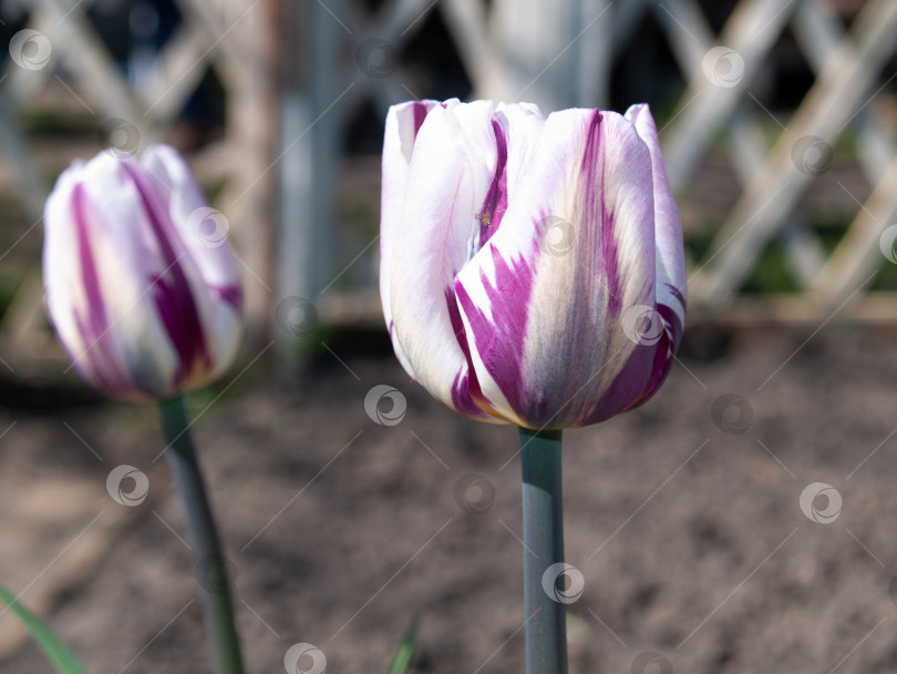 Скачать На этой фотографии крупным планом изображены два потрясающих тюльпана с поразительным контрастом цветов: белоснежные лепестки украшены яркими фиолетовыми прожилками и вкраплениями. Цветы запечатлены в мельчайших деталях, демонстрирующих текстуру лепестков и игру оттенков. Слегка размытый фон с деревянным забором придает композиции глубину, привлекая внимание к цветам. Естественное освещение подчеркивает свежесть и естественную красоту растений. Идеально подходит для иллюстраций на весеннюю тематику, садового дизайна, флористических проектов или оформления поздравительных открыток. фотосток Ozero