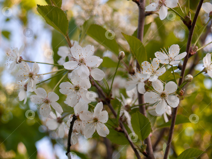Скачать На этой фотографии запечатлены нежные белые соцветия вишни в полном цвету. При съемке крупным планом видны замысловатые детали лепестков и выступающие тычинки с желтыми пыльниками. Яркие зеленые листья создают гармоничный контраст с белоснежными цветами, а слегка размытый фон подчеркивает их элегантность. Естественный дневной свет придает изображению свежесть и воздушность, создавая атмосферу весеннего утра. Идеально подходит для оформления календарей, поздравительных открыток, ботанических иллюстраций, упаковки пищевых продуктов (например, вишневого джема или сока) и веб-сайтов, посвященных садоводству и природе. фотосток Ozero