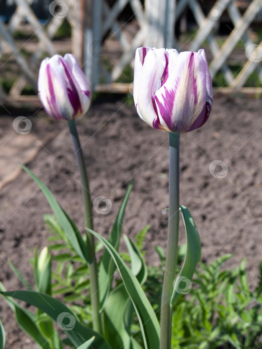 Скачать На этой фотографии крупным планом изображены два потрясающих тюльпана с поразительным контрастом цветов: белоснежные лепестки украшены яркими фиолетовыми прожилками и вкраплениями. Цветы запечатлены в мельчайших деталях, демонстрирующих текстуру лепестков и игру оттенков. Слегка размытый фон с деревянным забором придает композиции глубину, привлекая внимание к цветам. Естественное освещение подчеркивает свежесть и естественную красоту растений. Идеально подходит для иллюстраций на весеннюю тематику, садового дизайна, флористических проектов или оформления поздравительных открыток. фотосток Ozero