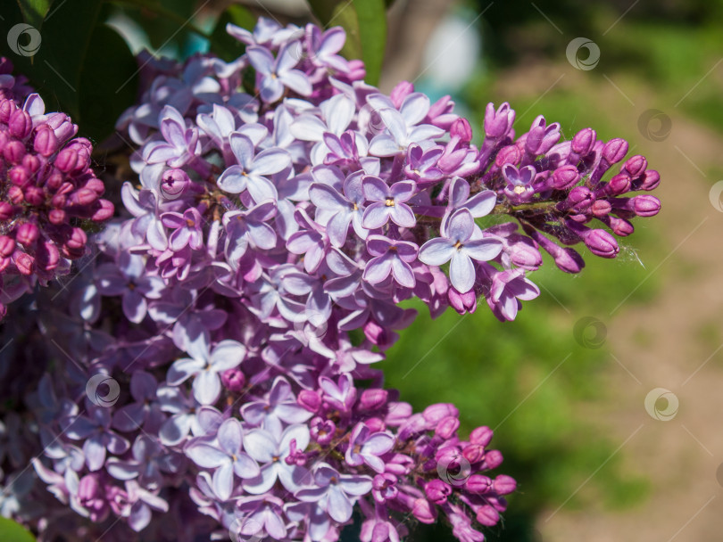 Скачать На этой фотографии крупным планом изображены цветы сирени в полном цвету, демонстрирующие завораживающий градиент сиреневых и розовых оттенков. На снимке запечатлены как плотно закрытые бутоны, так и полностью раскрытые лепестки, что подчеркивает естественную элегантность цветов. Четкие детали структуры цветка придают ему изысканность. Слегка размытый зеленый фон привлекает внимание к цветам, а игра солнечного света усиливает глубину и объемность изображения. Идеально подходит для ботанических иллюстраций, оформления поздравительных открыток, календарей, косметических упаковок, создания коллажей на весеннюю тематику на сайте садоводства "Мурманск". фотосток Ozero