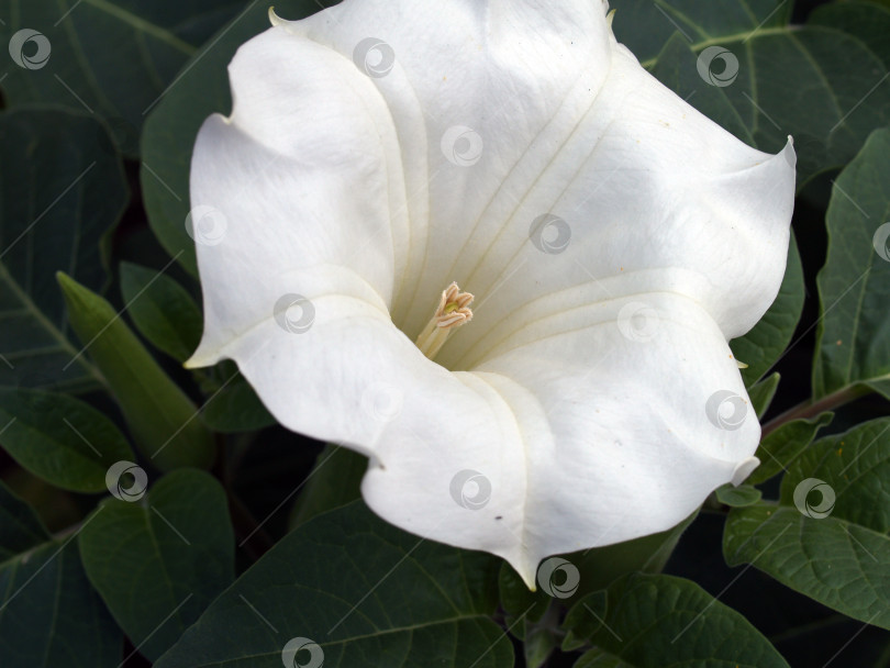 Скачать Крупный план белоснежного цветка дурмана, воплощающего изысканную природную элегантность. Лепестки образуют идеальную воронку с мягкими гофрированными краями, и их безупречная белизна прекрасно контрастирует с насыщенной зеленой листвой на заднем плане. Серединка цветка с тонкими тычинками придает композиции изысканность. Идеально подходит для ботанических иллюстраций, дизайна упаковок натуральной косметики, оформления веб-сайтов в области садоводства и флористики, плакатов на природную тематику и проектов с экзотическими растениями и эстетикой минимализма. Этот образ завораживает своей чистотой и гармоничностью линий. фотосток Ozero