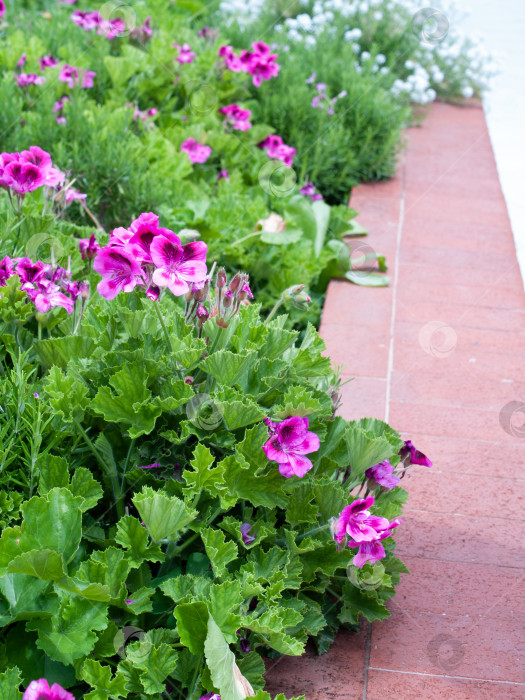 Скачать Живописная клумба с пышными кустами пеларгонии (герани) с яркими розовыми цветами — идеальный образ для ландшафтных проектов, озеленения и декора. На фото представлены крупные, причудливо зазубренные листья и густые соцветия, вызывающие ощущение свежести и природной гармонии. Цветочная клумба расположена вдоль дорожки, выложенной терракотовой плиткой, что придает композиции урбанистический оттенок. фотосток Ozero