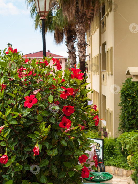 Скачать Яркая фотография цветущего гибискуса на фоне здания в курортном стиле - идеальное решение для туристических, развлекательных и ландшафтных проектов. На переднем плане изображен пышный кустарник с темно-красными цветами и ярко-зеленой листвой, создающий впечатление тропической свежести. На заднем плане пальмы, уличный фонарь и фасад жилого здания с балконами создают атмосферу курортного городка. фотосток Ozero