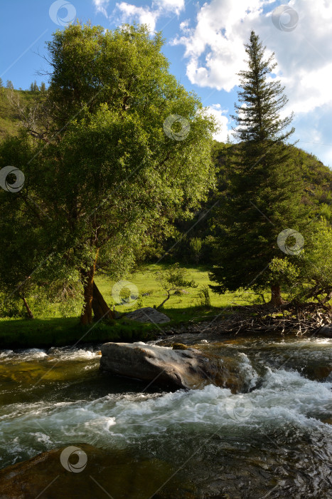 Скачать Высокие березы и сосны на скалистом берегу бурной горной реки солнечным летним вечером. фотосток Ozero