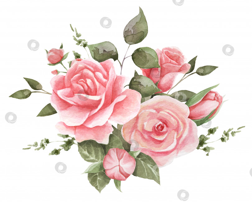 Скачать Акварельные иллюстрации с изображением нежных розовых роз. Симпатичная иллюстрация. фотосток Ozero