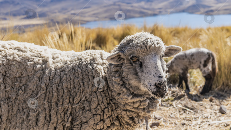Скачать Портрет овцы. Животное со спутанной бело-серой шерстью стоит на высокогорном пастбище фотосток Ozero