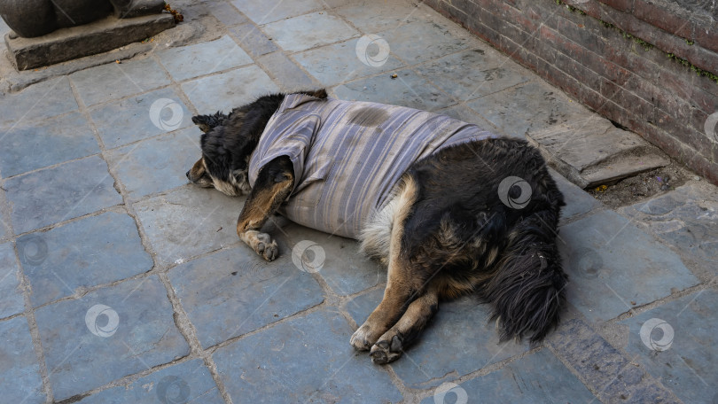 Скачать Дворняжка отдыхает. Животное лежит на тротуарной плитке. фотосток Ozero