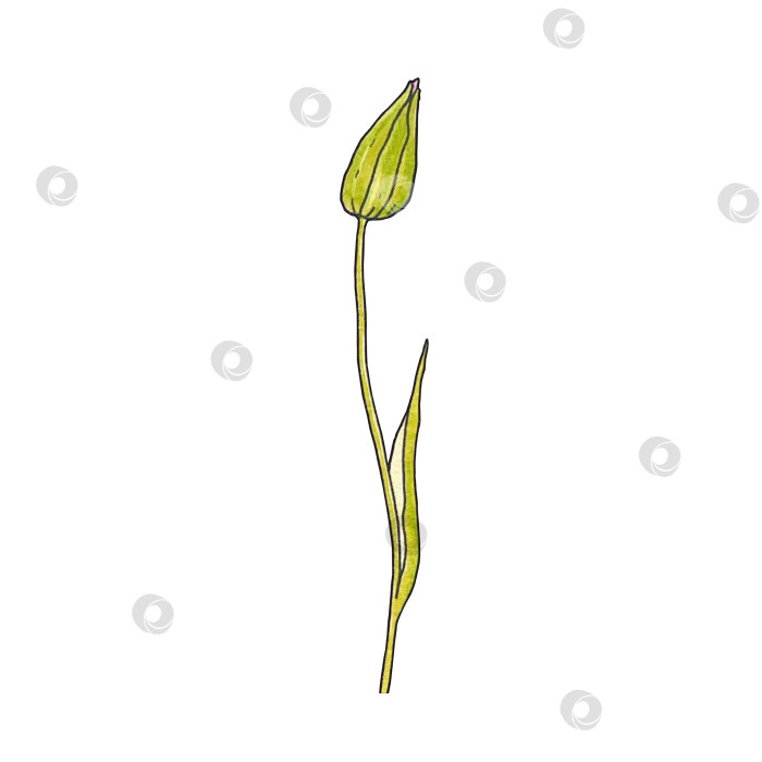 Скачать Бутон тюльпана фотосток Ozero