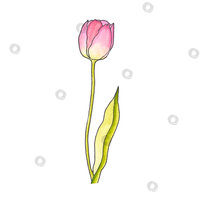 Скачать Яркий тюльпан в акварельной технике фотосток Ozero