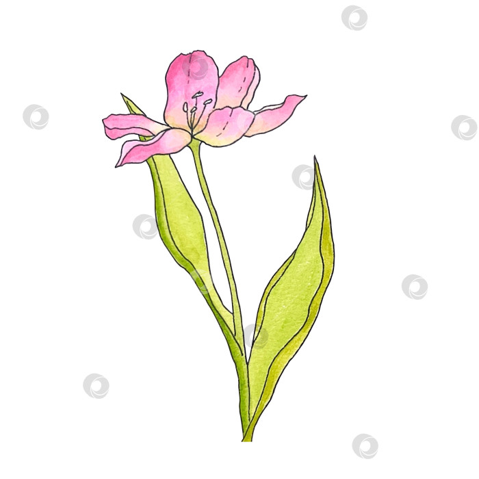Скачать Яркий тюльпан в акварельной технике фотосток Ozero