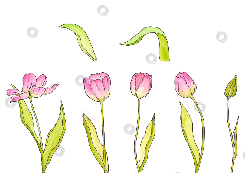 Скачать Тюльпаны фотосток Ozero