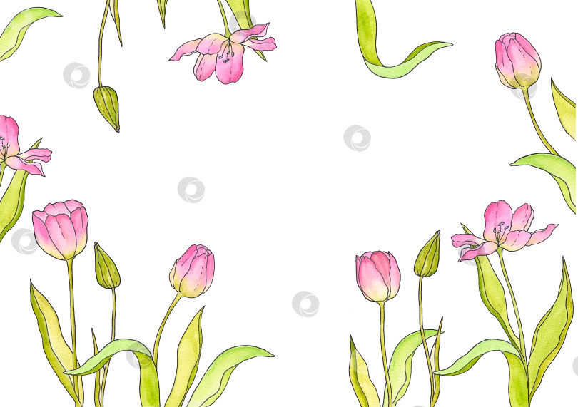 Скачать Тюльпаны фотосток Ozero