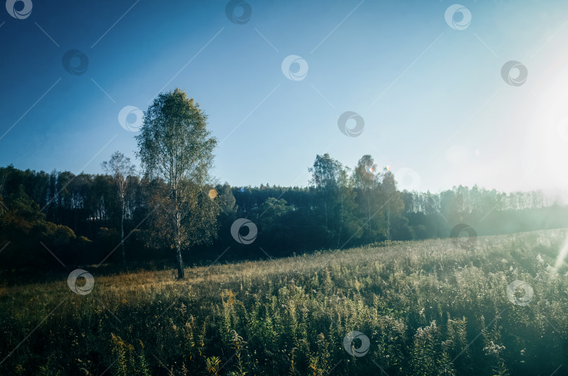 Скачать Солнечный вечер на краю поля и леса фотосток Ozero