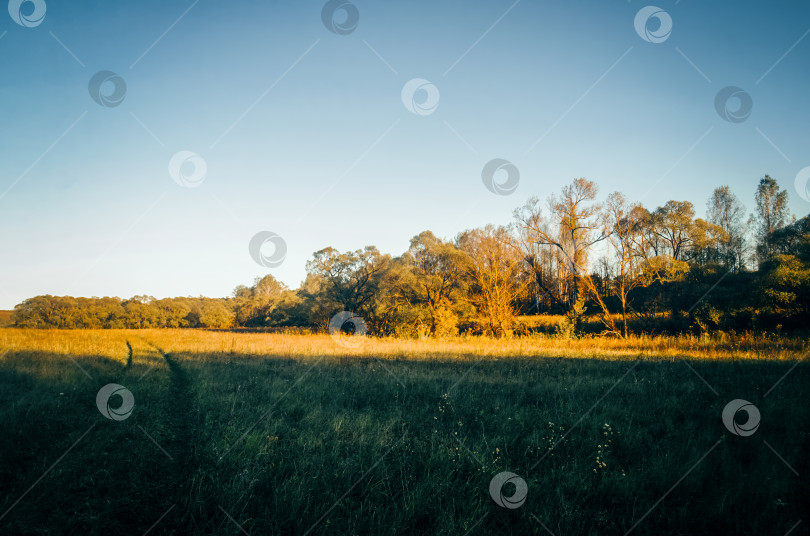 Скачать Солнечный вечер на краю поля и леса фотосток Ozero