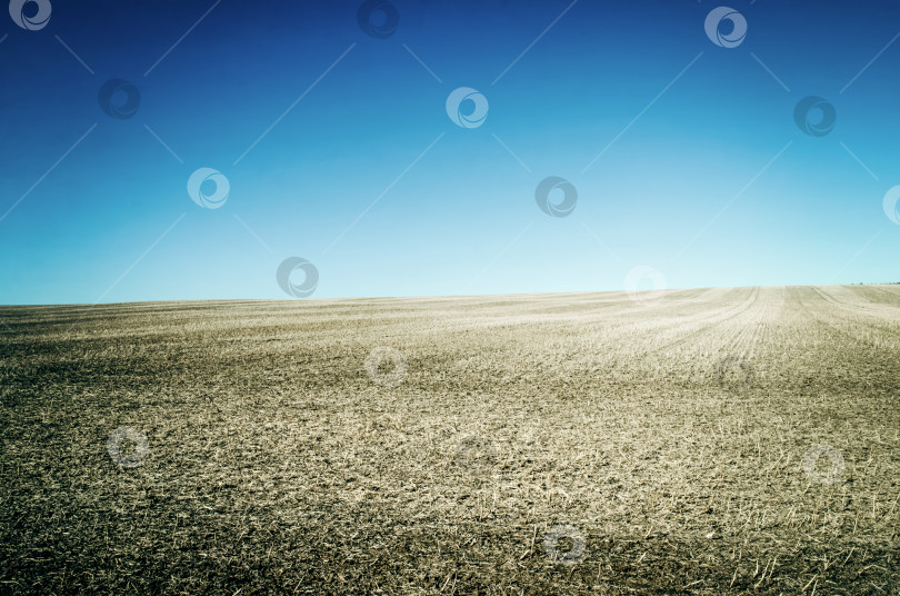 Скачать Солнечный вечер на краю поля и леса фотосток Ozero