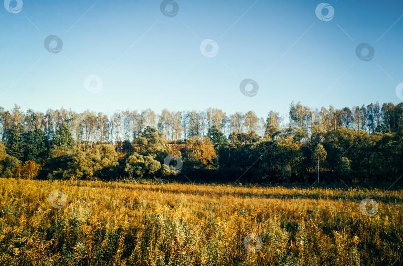 Скачать Солнечный вечер на краю поля и леса фотосток Ozero