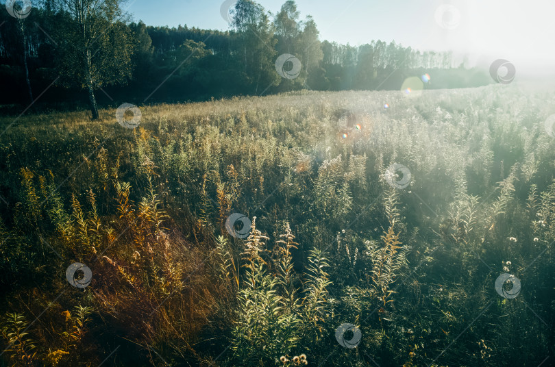 Скачать Солнечный вечер на краю поля и леса фотосток Ozero