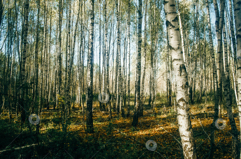 Скачать березовая роща в ясный солнечный день фотосток Ozero
