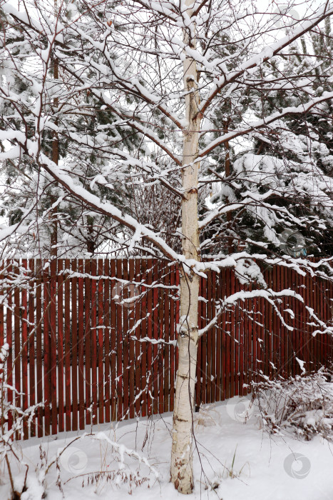 Скачать Береза у забора сельского дома фотосток Ozero