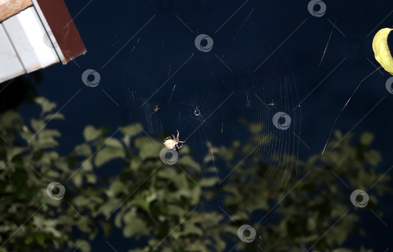 Скачать Паук-аранеус плетет паутину на фоне ночного неба и верхушек яблонь фотосток Ozero