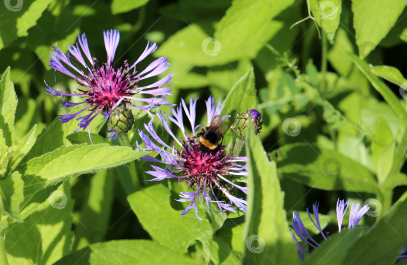 Скачать Темный шмель собирает нектар с горных васильков с бутонами фотосток Ozero