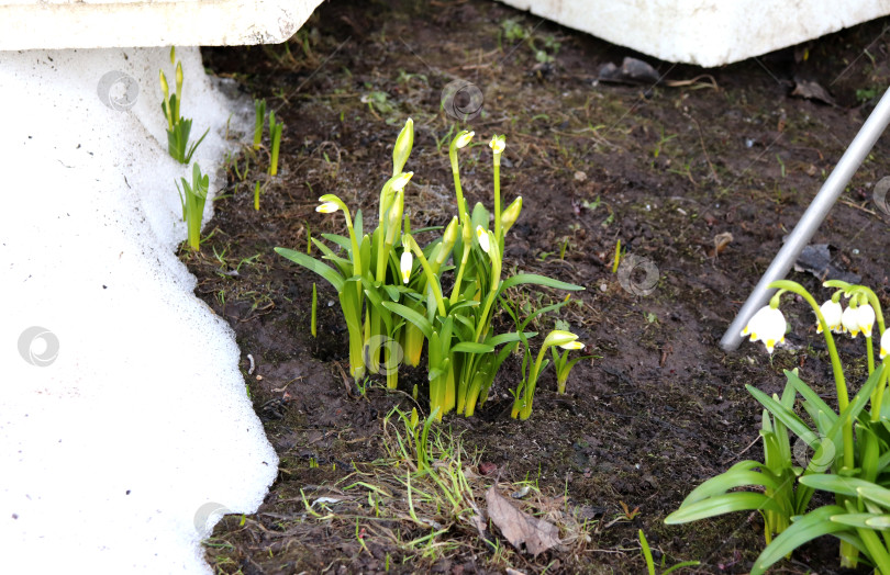Скачать Куст гигантских примул Граветье с бутонами в весеннем саду фотосток Ozero