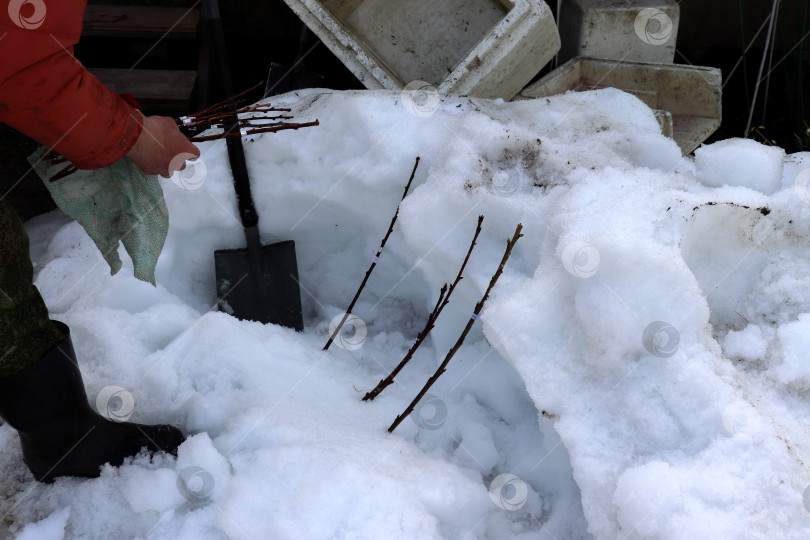 Скачать Селекционер держит в руках связку черенков вишни и раскладывает их на снегу фотосток Ozero