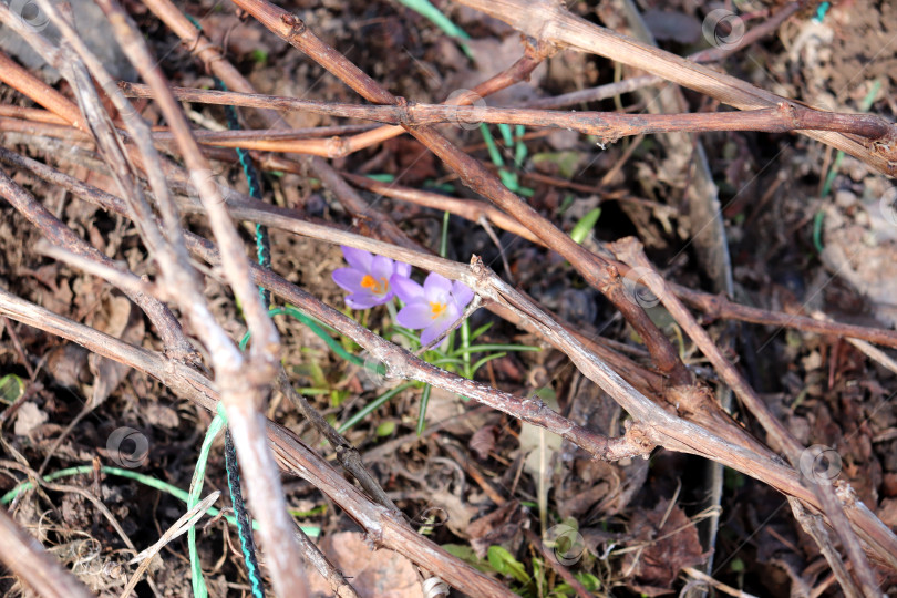 Скачать Ветви виноградной лозы скрывают голубые цветы крокуса в весеннем саду фотосток Ozero