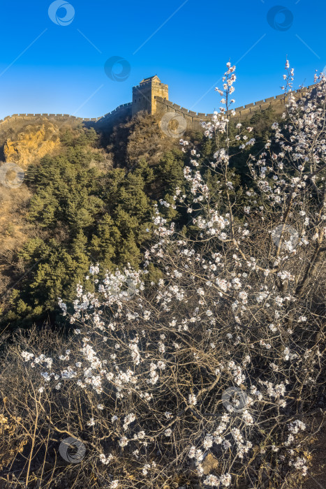 Скачать На снимке изображена Великая Китайская стена в весеннее время. фотосток Ozero