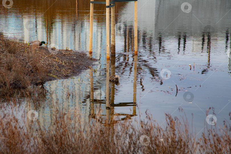 Скачать Утки на речке фотосток Ozero