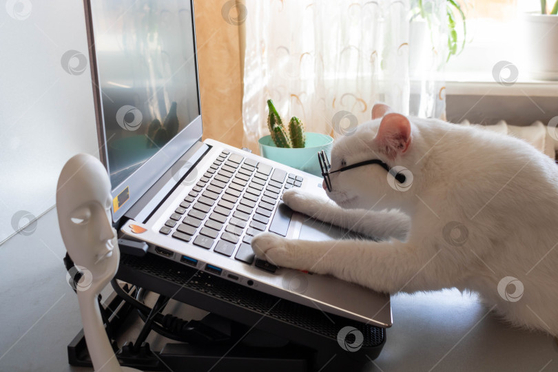 Скачать Россия, Ярославль 01.04.2026 Умный и забавный белый кот в очках положил лапы на клавиатуру ноутбука фотосток Ozero