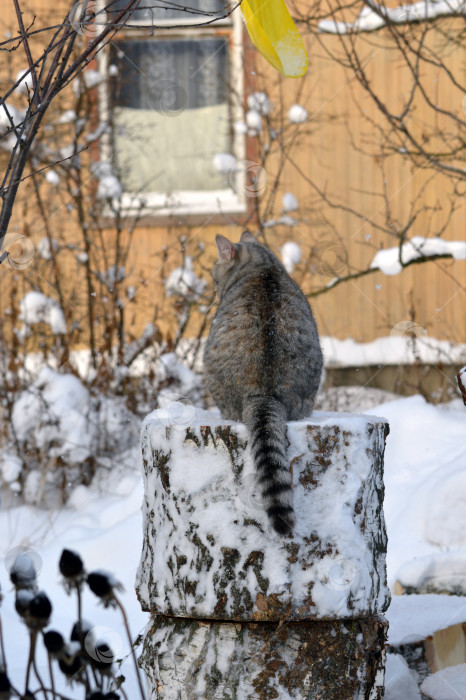 Скачать Полосатая кошка на пеньке зимой. Вид сзади. фотосток Ozero